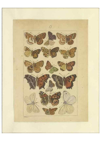 Reproducción/Reproduction 47366295252: Lepidoptera : manuscript. [between 1873-1883?]. 