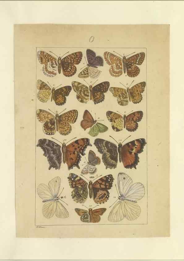Reproducción/Reproduction 47366295252: Lepidoptera : manuscript. [between 1873-1883?]. 
