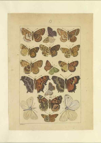 Reproducción/Reproduction 47366295252: Lepidoptera : manuscript. [between 1873-1883?]. 