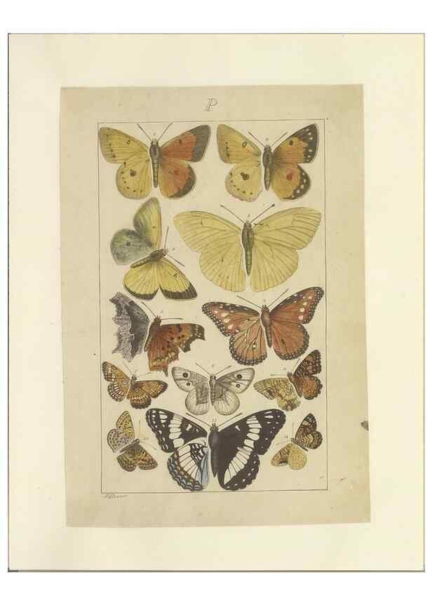 Reproducción/Reproduction 46503885115: Lepidoptera : manuscript. [between 1873-1883?]. 