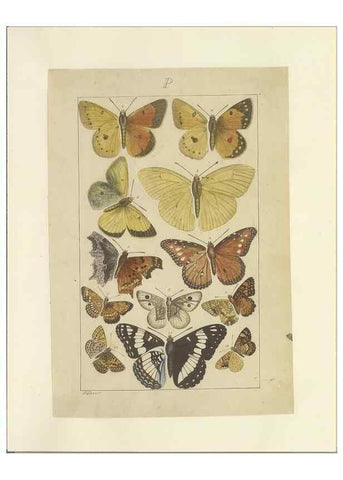 Reproducción/Reproduction 46503885115: Lepidoptera : manuscript. [between 1873-1883?]. 