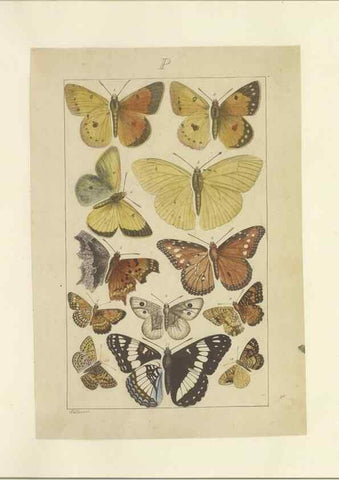 Reproducción/Reproduction 46503885115: Lepidoptera : manuscript. [between 1873-1883?]. 