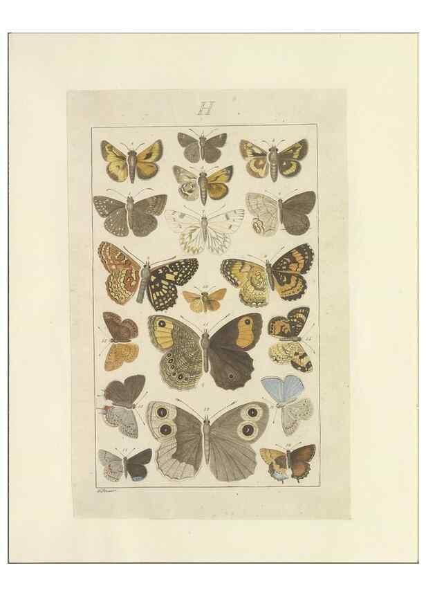 Reproducción/Reproduction 46503882125: Lepidoptera : manuscript. [between 1873-1883?]. 