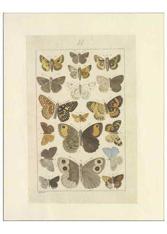 Reproducción/Reproduction 46503882125: Lepidoptera : manuscript. [between 1873-1883?]. 