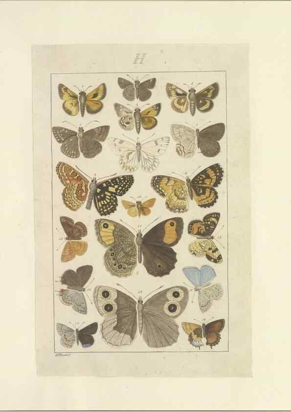 Reproducción/Reproduction 46503882125: Lepidoptera : manuscript. [between 1873-1883?]. 