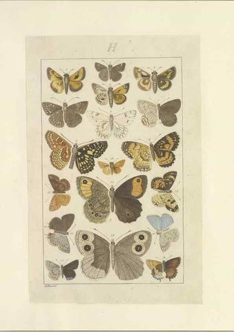 Reproducción/Reproduction 46503882125: Lepidoptera : manuscript. [between 1873-1883?]. 