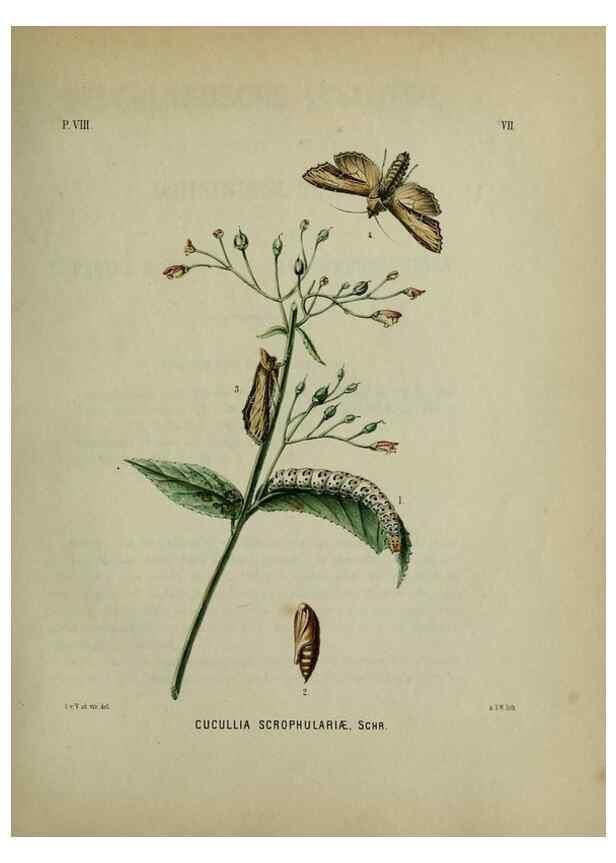 Reproducción/Reproduction 47436792771: Beschouwing der wonderen Gods :. Amsterdam :J.C. Sepp,[1762-1860]. 
