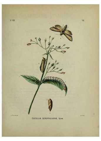 Reproducción/Reproduction 47436792771: Beschouwing der wonderen Gods :. Amsterdam :J.C. Sepp,[1762-1860]. 