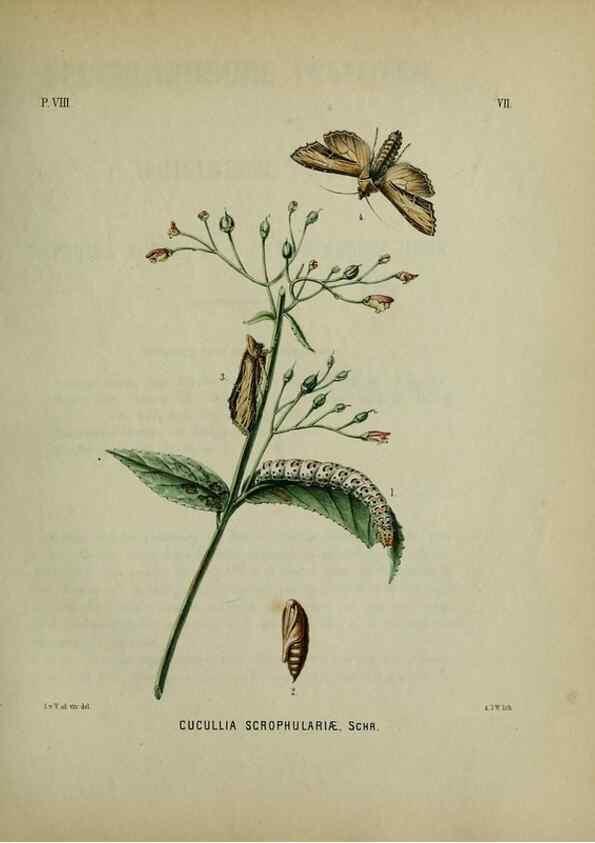 Reproducción/Reproduction 47436792771: Beschouwing der wonderen Gods :. Amsterdam :J.C. Sepp,[1762-1860]. 