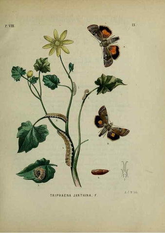 Reproducción/Reproduction 47383939542: Beschouwing der wonderen Gods :. Amsterdam :J.C. Sepp,[1762-1860]. 