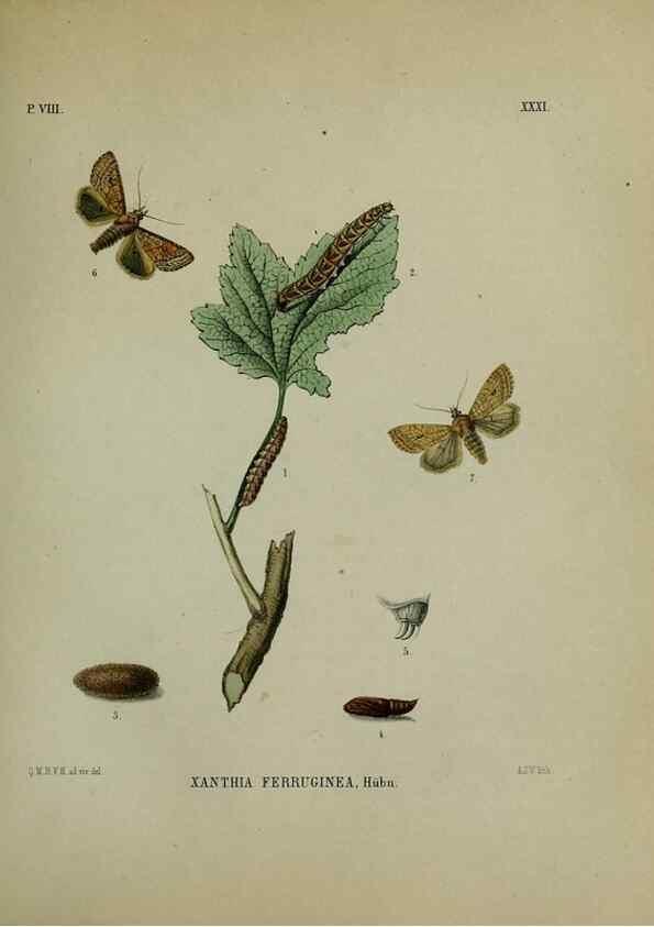 Reproducción/Reproduction 47383960242: Beschouwing der wonderen Gods :. Amsterdam :J.C. Sepp,[1762-1860]. 