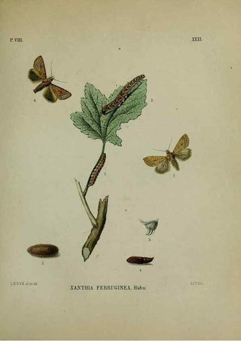Reproducción/Reproduction 47383960242: Beschouwing der wonderen Gods :. Amsterdam :J.C. Sepp,[1762-1860]. 