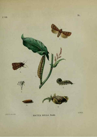 Reproducción/Reproduction 47383965792: Beschouwing der wonderen Gods :. Amsterdam :J.C. Sepp,[1762-1860]. 