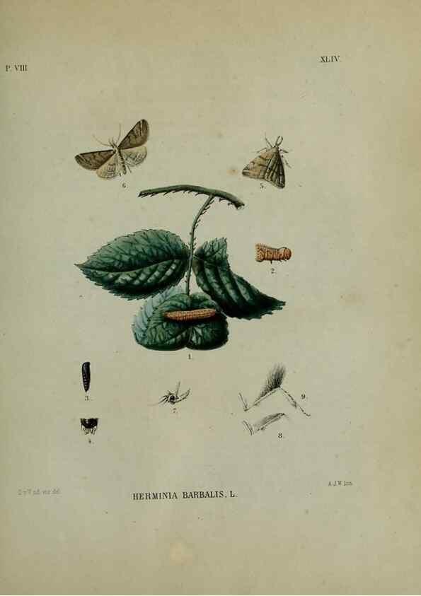 Reproducción/Reproduction 46713720514: Beschouwing der wonderen Gods :. Amsterdam :J.C. Sepp,[1762-1860]. 