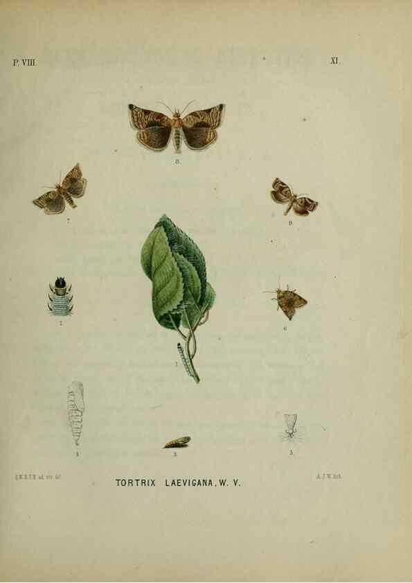 Reproducción/Reproduction 47383941322: Beschouwing der wonderen Gods :. Amsterdam :J.C. Sepp,[1762-1860]. 