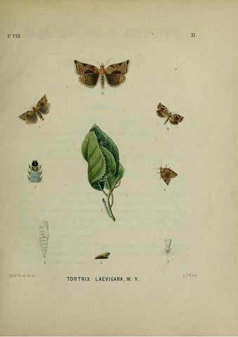 Reproducción/Reproduction 47383941322: Beschouwing der wonderen Gods :. Amsterdam :J.C. Sepp,[1762-1860]. 