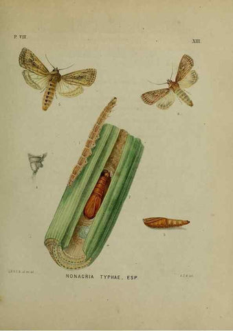 Reproducción/Reproduction 47436795161: Beschouwing der wonderen Gods :. Amsterdam :J.C. Sepp,[1762-1860]. 