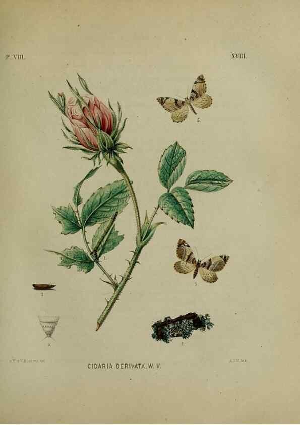 Reproducción/Reproduction 40470928543: Beschouwing der wonderen Gods :. Amsterdam :J.C. Sepp,[1762-1860]. 