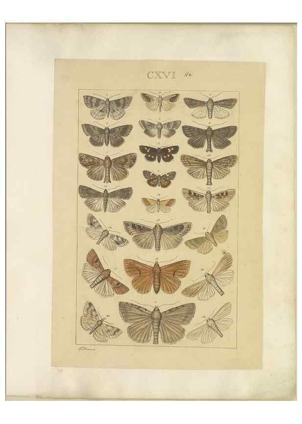 Reproducción/Reproduction 46695942624: Lepidoptera : manuscript. [between 1873-1883?]. 