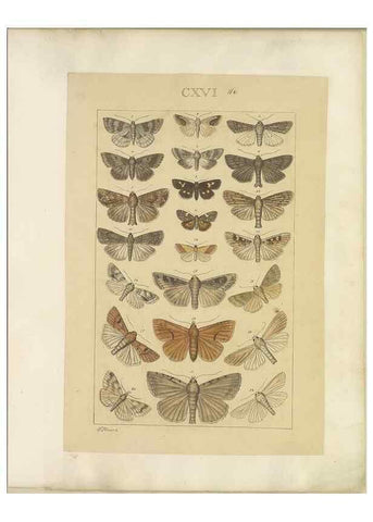 Reproducción/Reproduction 46695942624: Lepidoptera : manuscript. [between 1873-1883?]. 