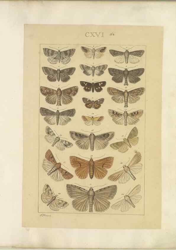 Reproducción/Reproduction 46695942624: Lepidoptera : manuscript. [between 1873-1883?]. 