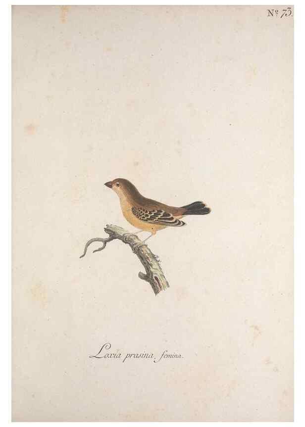 Reproducción/Reproduction 47587696731: Museum Carlsonianum, in quo novas et selectas aves, coloribus ad vivum brevique descriptione illustratas, suasu et sumtibus generosissimi possessoris /. Holmiae :Ex Typographia Regia,1786-1789.. 
