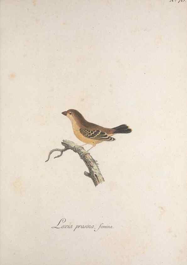 Reproducción/Reproduction 47587696731: Museum Carlsonianum, in quo novas et selectas aves, coloribus ad vivum brevique descriptione illustratas, suasu et sumtibus generosissimi possessoris /. Holmiae :Ex Typographia Regia,1786-1789.. 