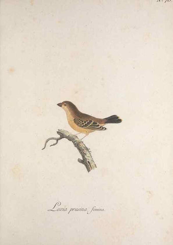 Reproducción/Reproduction 47587696731: Museum Carlsonianum, in quo novas et selectas aves, coloribus ad vivum brevique descriptione illustratas, suasu et sumtibus generosissimi possessoris /. Holmiae :Ex Typographia Regia,1786-1789.. 