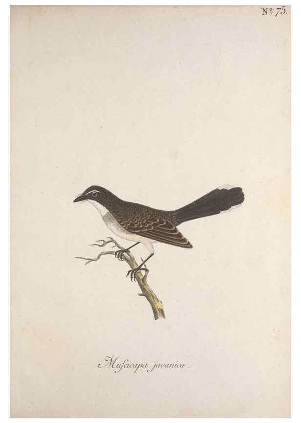 Reproducción/Reproduction 40621639343: Museum Carlsonianum, in quo novas et selectas aves, coloribus ad vivum brevique descriptione illustratas, suasu et sumtibus generosissimi possessoris /. Holmiae :Ex Typographia Regia,1786-1789.. 