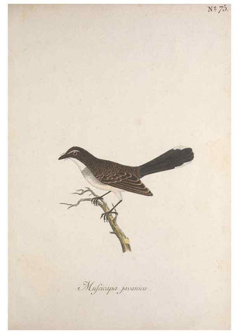 Reproducción/Reproduction 40621639343: Museum Carlsonianum, in quo novas et selectas aves, coloribus ad vivum brevique descriptione illustratas, suasu et sumtibus generosissimi possessoris /. Holmiae :Ex Typographia Regia,1786-1789.. 