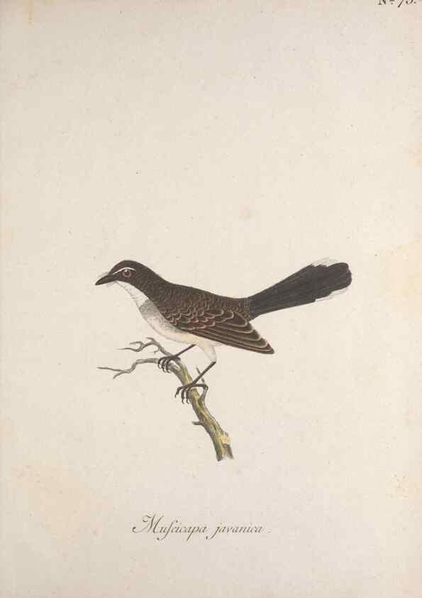 Reproducción/Reproduction 40621639343: Museum Carlsonianum, in quo novas et selectas aves, coloribus ad vivum brevique descriptione illustratas, suasu et sumtibus generosissimi possessoris /. Holmiae :Ex Typographia Regia,1786-1789.. 
