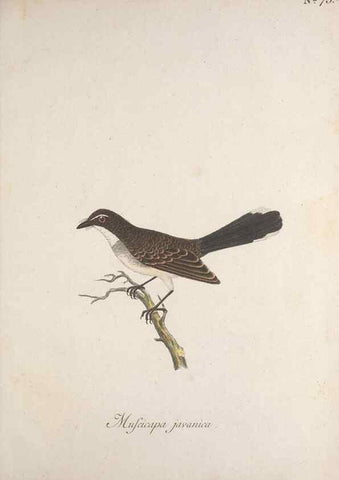 Reproducción/Reproduction 40621639343: Museum Carlsonianum, in quo novas et selectas aves, coloribus ad vivum brevique descriptione illustratas, suasu et sumtibus generosissimi possessoris /. Holmiae :Ex Typographia Regia,1786-1789.. 