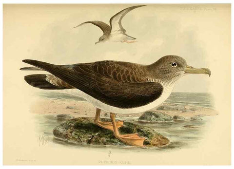 Reproducción/Reproduction 47637759881: A monograph of the petrels (order Tubinares) /. London :Witherby & Co. ...,1907-1910.. 