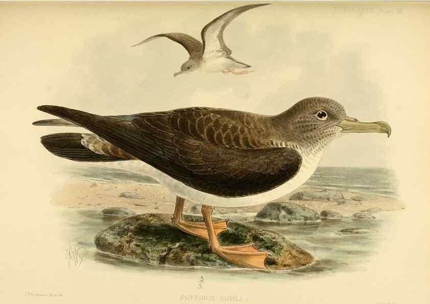 Reproducción/Reproduction 47637759881: A monograph of the petrels (order Tubinares) /. London :Witherby & Co. ...,1907-1910.. 