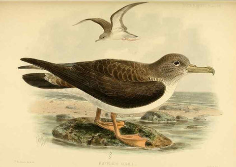 Reproducción/Reproduction 47637759881: A monograph of the petrels (order Tubinares) /. London :Witherby & Co. ...,1907-1910.. 