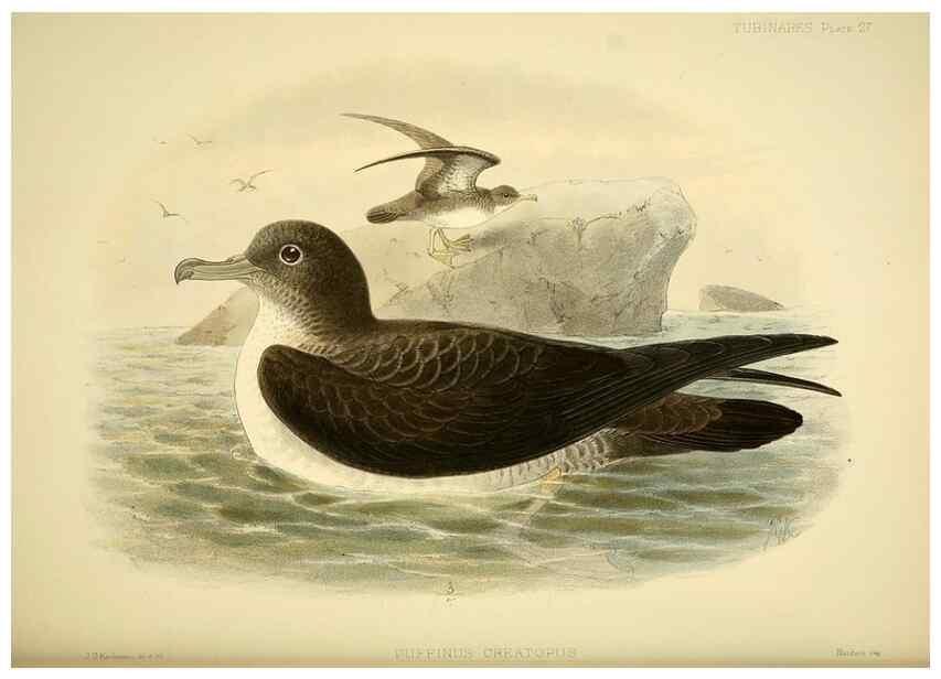 Reproducción/Reproduction 47584956752: A monograph of the petrels (order Tubinares) /. London :Witherby & Co. ...,1907-1910.. 