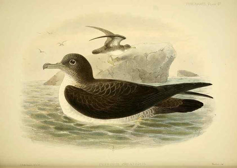 Reproducción/Reproduction 47584956752: A monograph of the petrels (order Tubinares) /. London :Witherby & Co. ...,1907-1910.. 