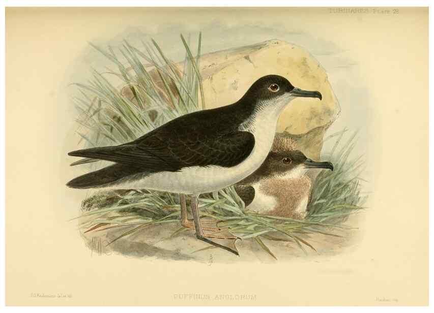 Reproducción/Reproduction 47584957272: A monograph of the petrels (order Tubinares) /. London :Witherby & Co. ...,1907-1910.. 