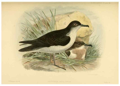 Reproducción/Reproduction 47584957272: A monograph of the petrels (order Tubinares) /. London :Witherby & Co. ...,1907-1910.. 