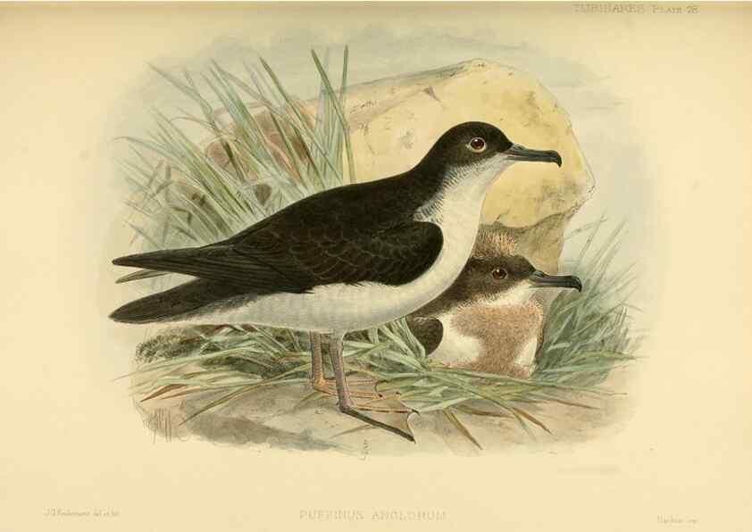 Reproducción/Reproduction 47584957272: A monograph of the petrels (order Tubinares) /. London :Witherby & Co. ...,1907-1910.. 