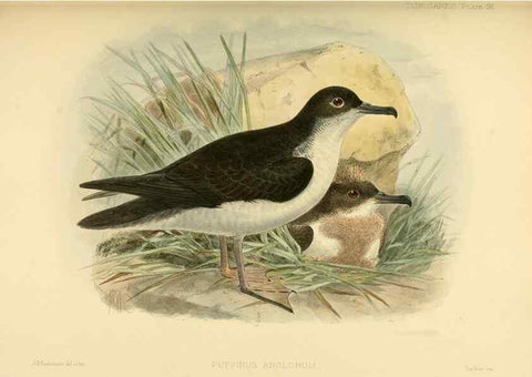 Reproducción/Reproduction 47584957272: A monograph of the petrels (order Tubinares) /. London :Witherby & Co. ...,1907-1910.. 