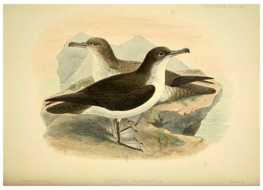 Reproducción/Reproduction 33760276698: A monograph of the petrels (order Tubinares) /. London :Witherby & Co. ...,1907-1910.. 