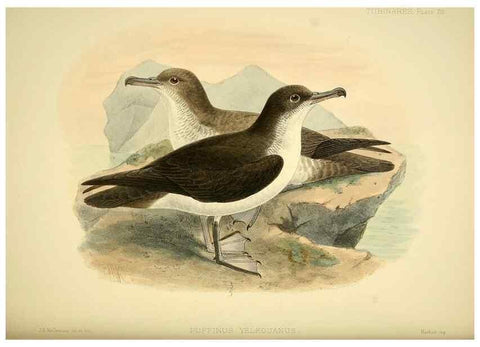 Reproducción/Reproduction 33760276698: A monograph of the petrels (order Tubinares) /. London :Witherby & Co. ...,1907-1910.. 