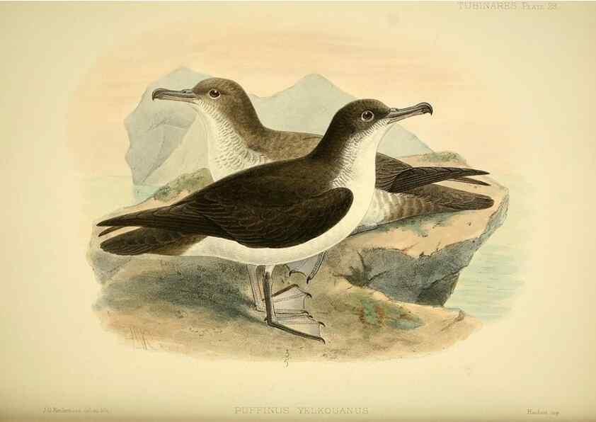 Reproducción/Reproduction 33760276698: A monograph of the petrels (order Tubinares) /. London :Witherby & Co. ...,1907-1910.. 
