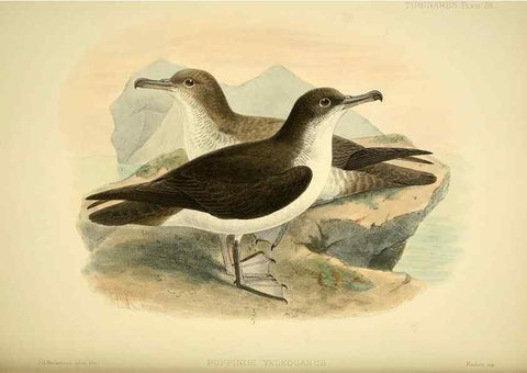 Reproducción/Reproduction 33760276698: A monograph of the petrels (order Tubinares) /. London :Witherby & Co. ...,1907-1910.. 