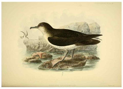 Reproducción/Reproduction 47584958442: A monograph of the petrels (order Tubinares) /. London :Witherby & Co. ...,1907-1910.. 