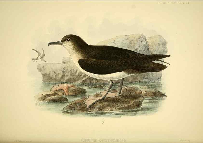 Reproducción/Reproduction 47584958442: A monograph of the petrels (order Tubinares) /. London :Witherby & Co. ...,1907-1910.. 