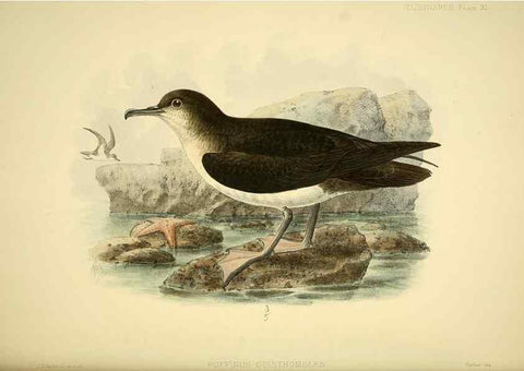 Reproducción/Reproduction 47584958442: A monograph of the petrels (order Tubinares) /. London :Witherby & Co. ...,1907-1910.. 