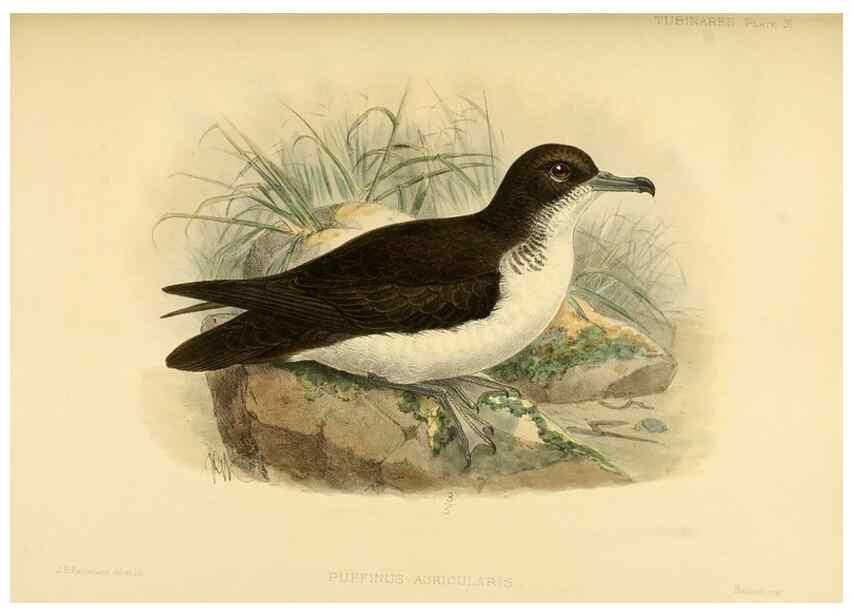 Reproducción/Reproduction 47584958922: A monograph of the petrels (order Tubinares) /. London :Witherby & Co. ...,1907-1910.. 
