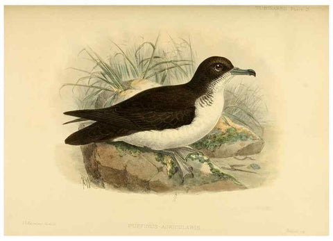 Reproducción/Reproduction 47584958922: A monograph of the petrels (order Tubinares) /. London :Witherby & Co. ...,1907-1910.. 